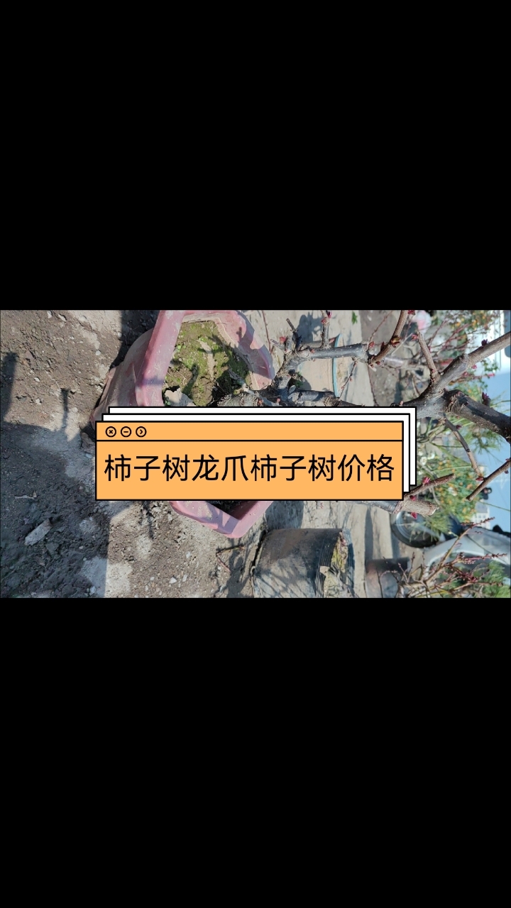 柿子树龙爪柿子树价格