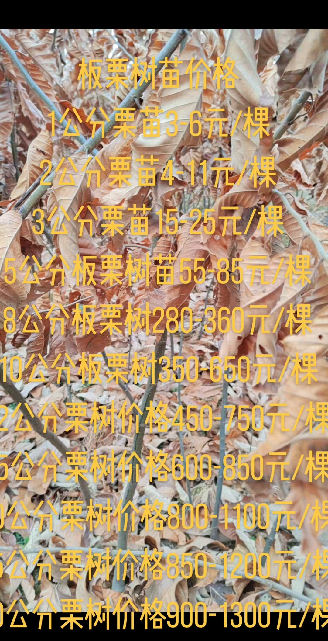 果树苗木基地板栗树苗价格