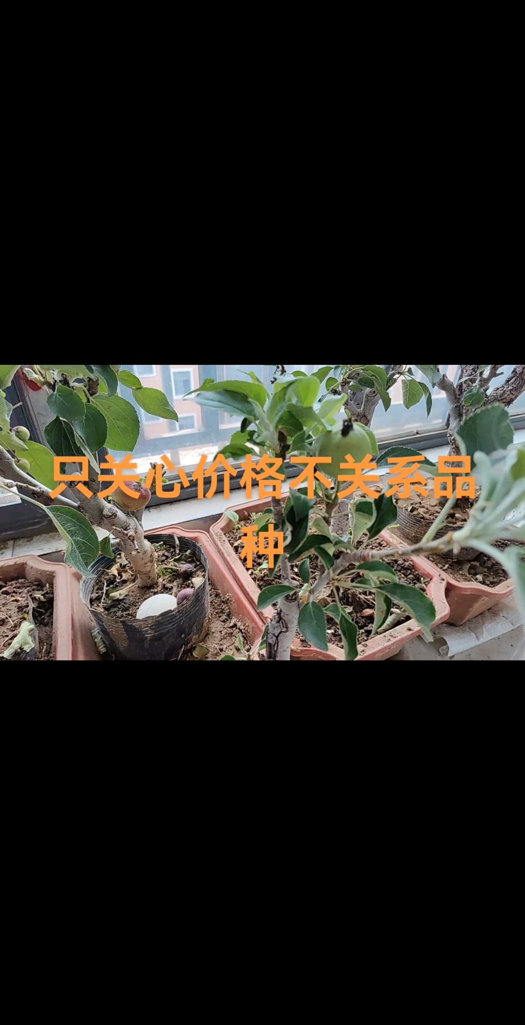状元红肉苹果盆景