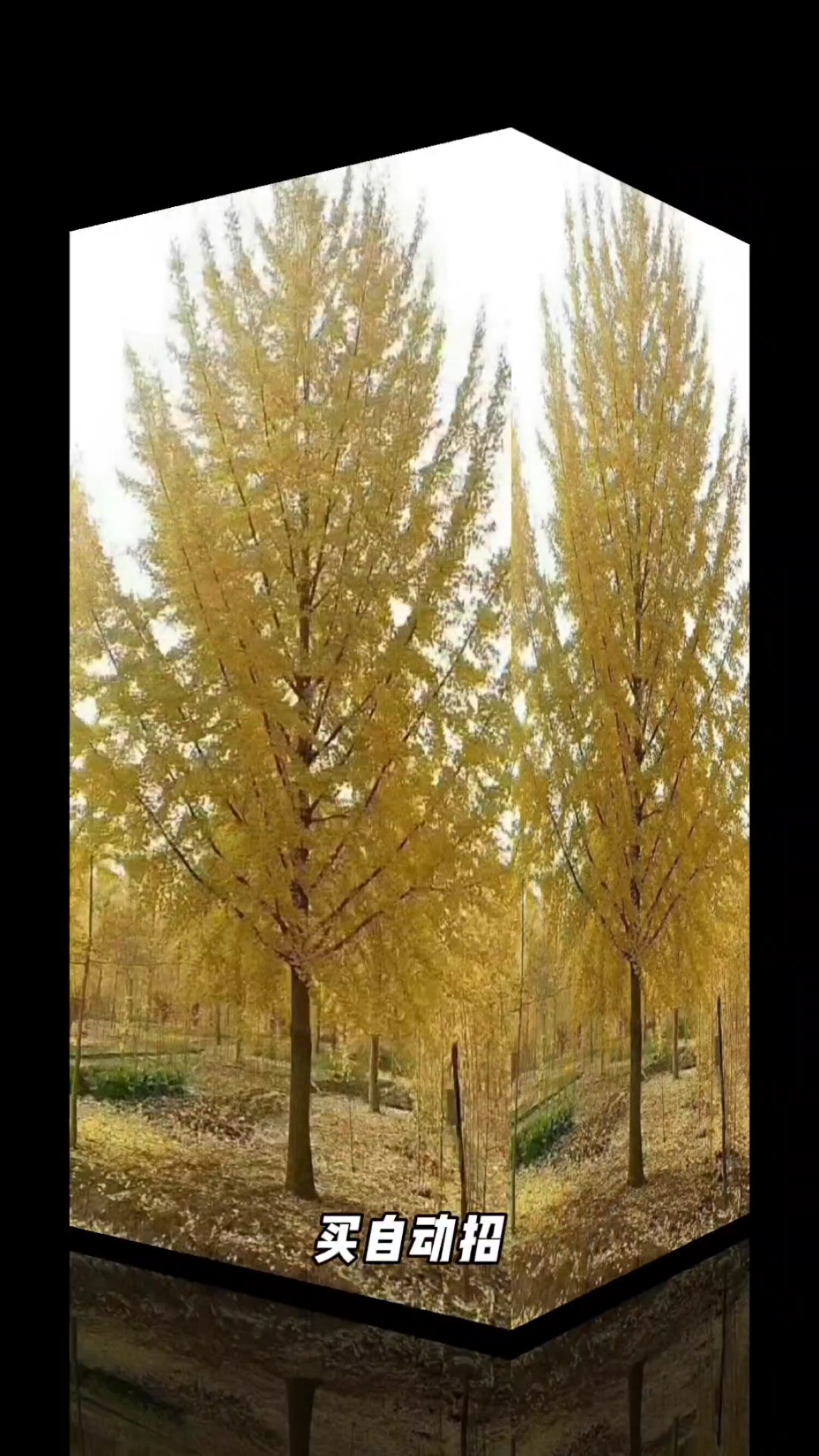 精品银杏苗圃基地