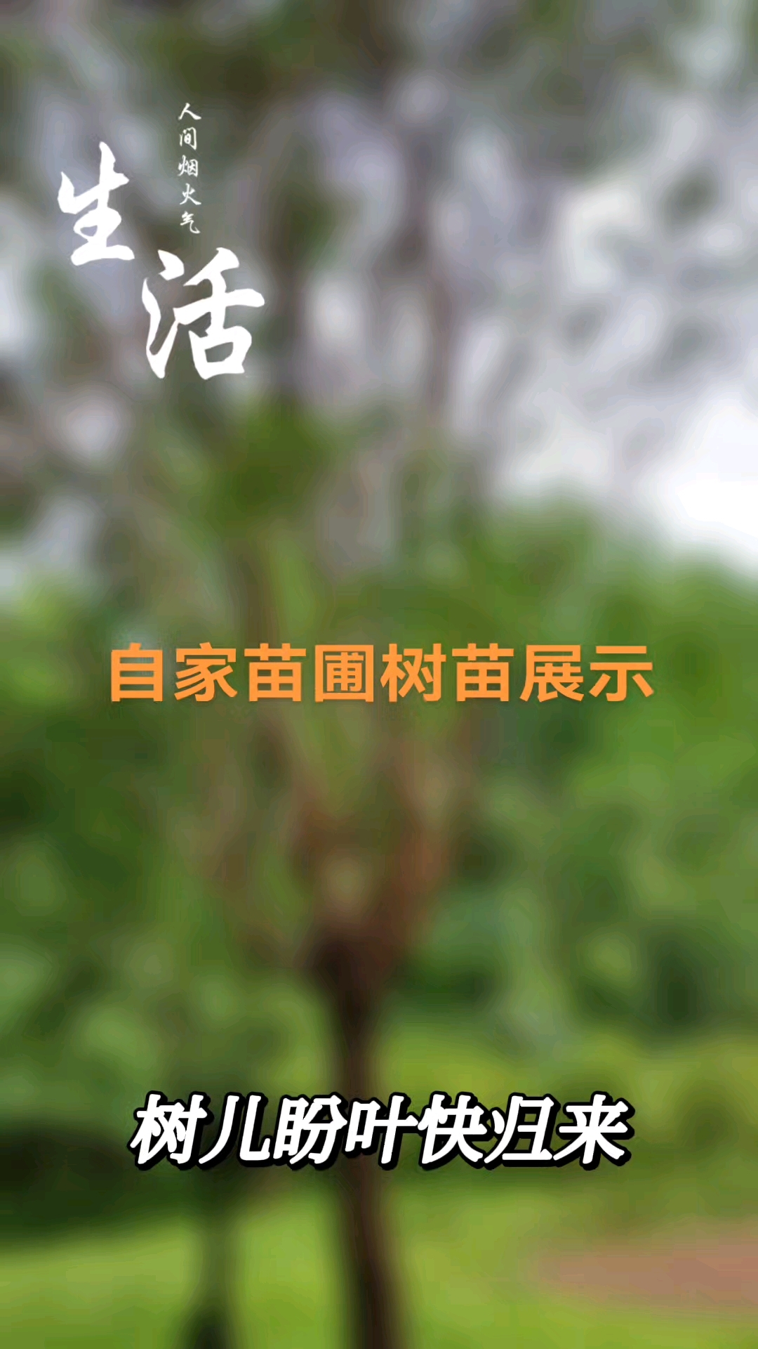家庭苗圃树苗圃基地