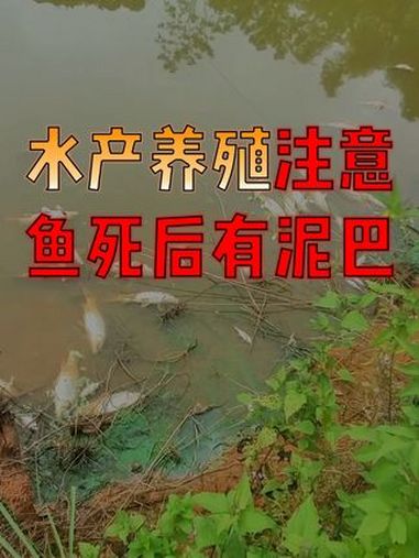 水产人 速看!水产养殖 鱼死亡后身上有泥巴,其实是因为……水产养殖技术 水产