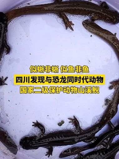 似蜥非蜥、似鱼非鱼,四川发现与恐龙同时代动物国家二级保护动物山溪鲵 难得一见 万物有灵 山
