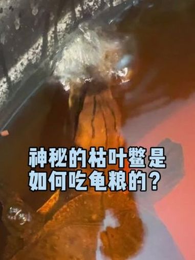 神秘的枯叶鳖是如何吃龟粮的?乌龟 爬宠 异宠 乌龟喂食 龟粮