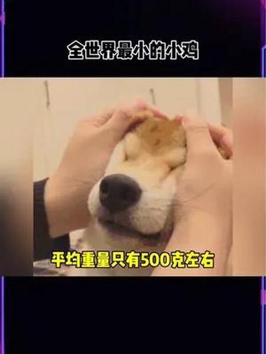 全世界最小的小鸡,扑腾扑腾的好可爱~