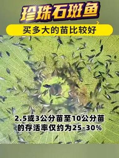 珍珠石斑鱼,买多大的苗比较好?石斑鱼养殖技术 石斑鱼养殖 龙昌渔业观