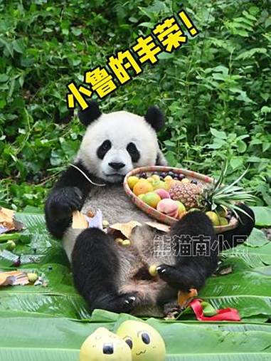 小鲁真的好喜欢!水果拼盘都端起来啦 大熊猫小鲁 熊猫南小月 来这吸熊猫