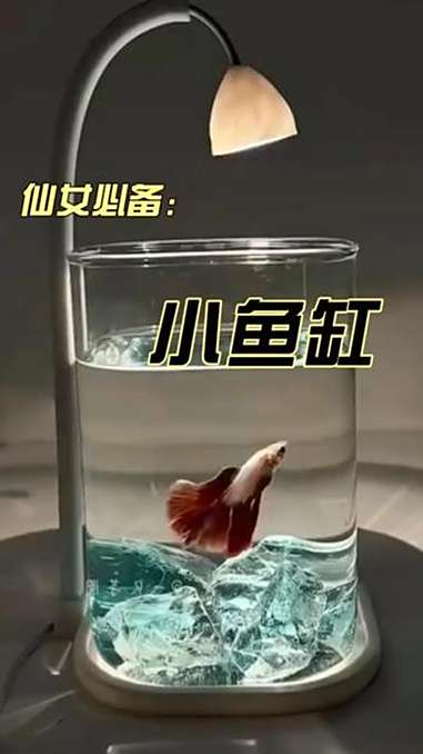 鱼缸斗鱼专用超白小型懒人玻璃缸客厅创意桌面摆件高级感观赏灯 鱼缸 斗鱼缸 生活仪式感 摆件