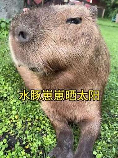 一起来晒太阳吧 水豚崽崽 神奇动物在抖音 也太可爱了吧 萌宠小可爱 呆萌可爱