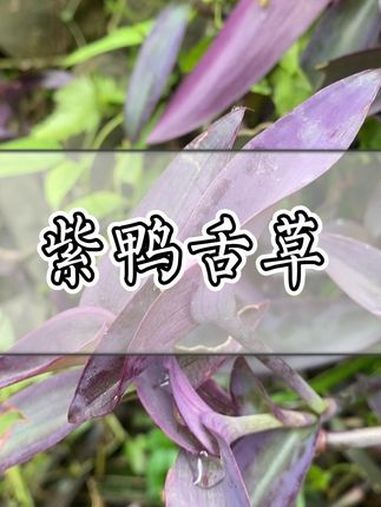 这种青草叫“紫鸭舌草”!青草 青草文化 潮汕青草