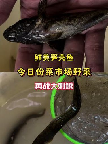 菜市场野采笋壳鱼和大刺鳅 养鱼日记 原生鱼