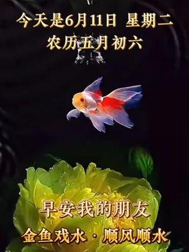今天是6月11日,星期二,农历五月初六。金鱼戏水,顺风顺水。愿您日日开心心情好,夜夜睡眠无