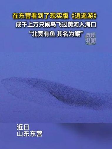 在东营看到了现实版《逍遥游》,成千上万只候鸟飞过黄河入海口。“北冥有鱼,其名为鲲” 逍遥游