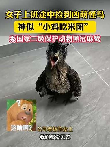 女子上班途中捡到凶萌怪鸟 神似“小鸡吃米图” 怪鸟是国家二级保护动物黑冠麻鹭（来源：荔枝新