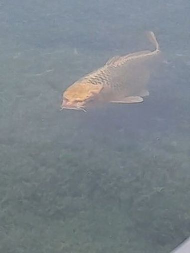 西班牙,当地人发现一条“猫脸鱼”。猫咪 鱼 大自然 动物世界