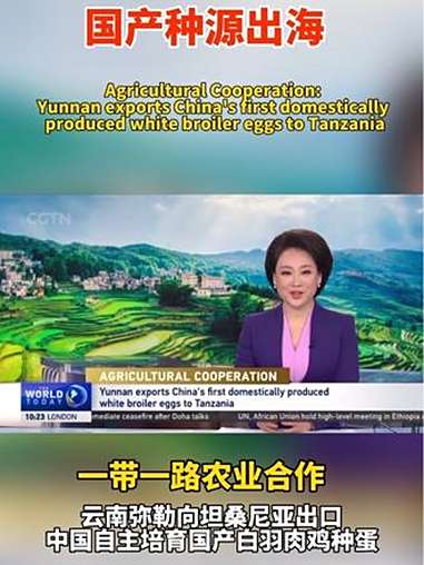 国产种源出海!一带一路农业合作:云南弥勒向坦桑尼亚出口中国自主培育国产白羽肉鸡种蛋。上热门