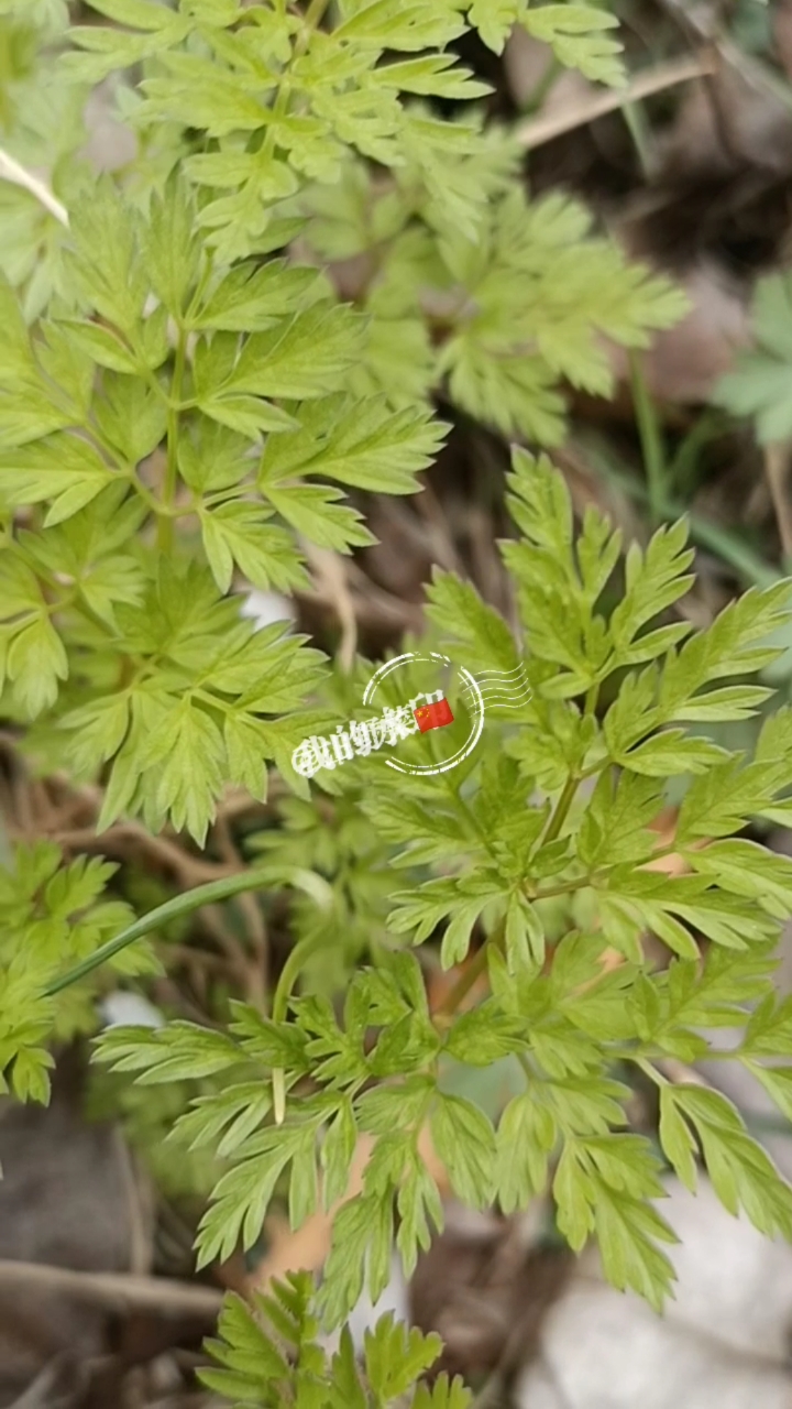 辨别真假山胡萝卜蒿