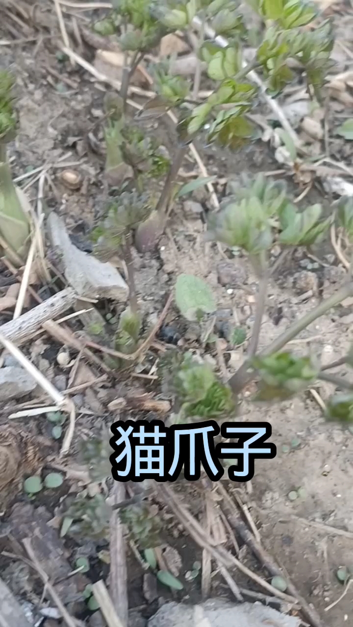 这些山菜大家都认识吗