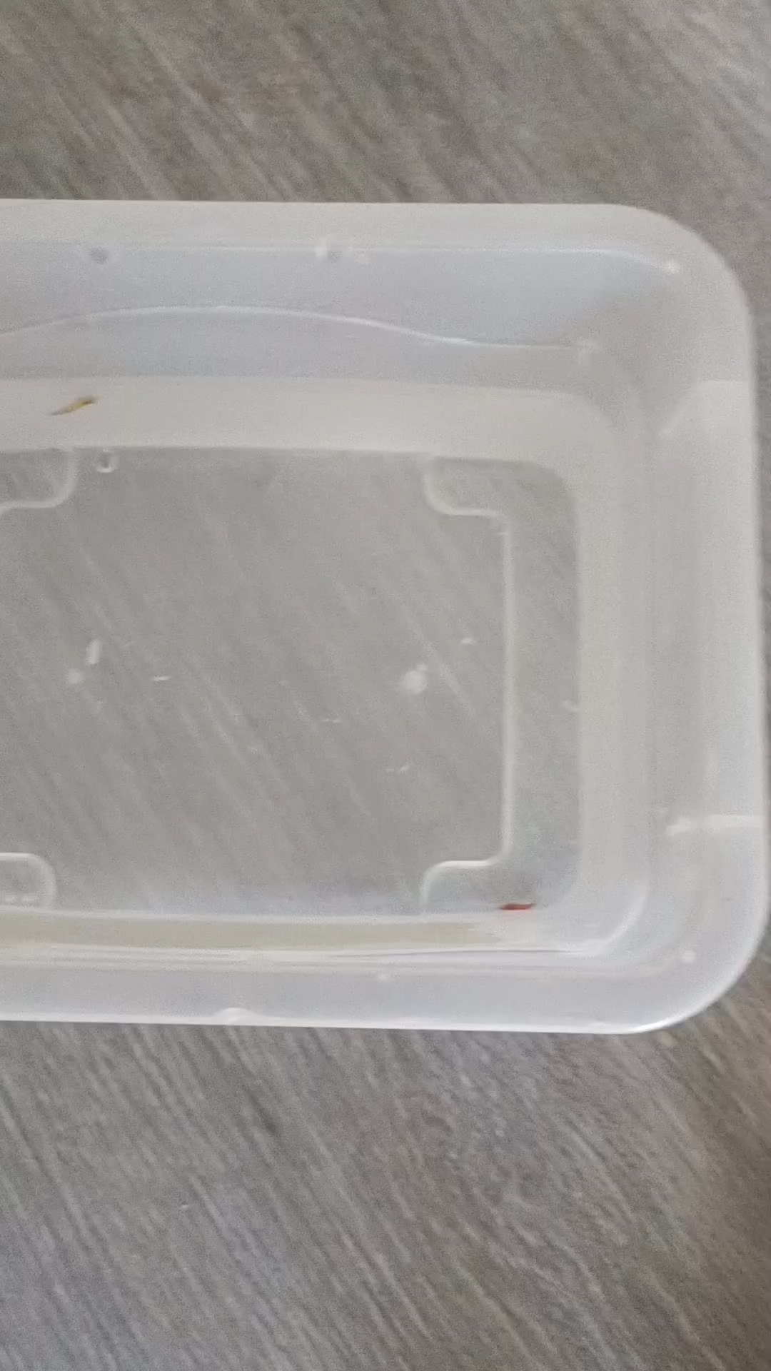 用小盒子养七彩虾的第一天。