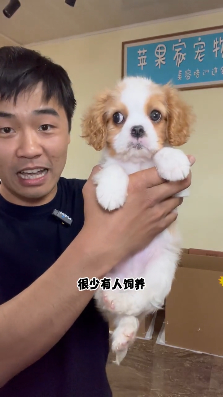 查理王是现在热度最高的小型犬,但也是串子最多的品种