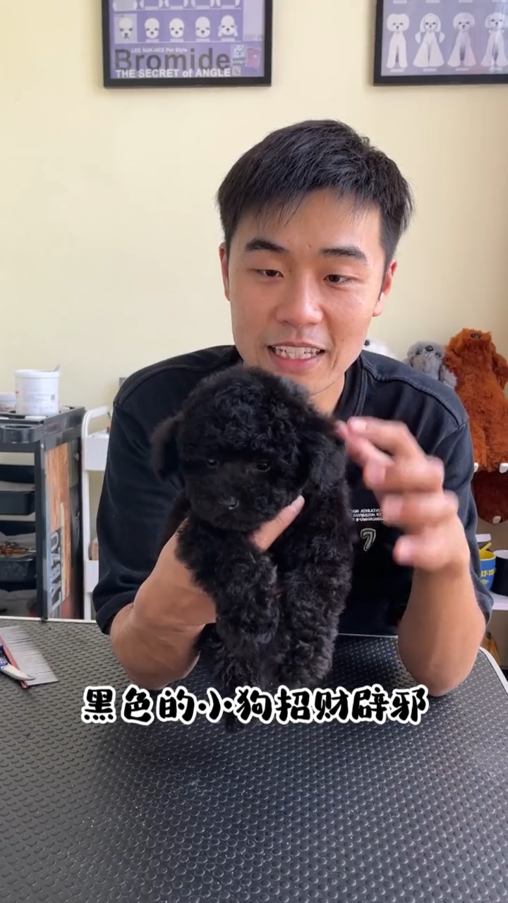 粉丝让我帮他选一条黑色泰迪宝宝,黑色泰迪和灰色泰迪