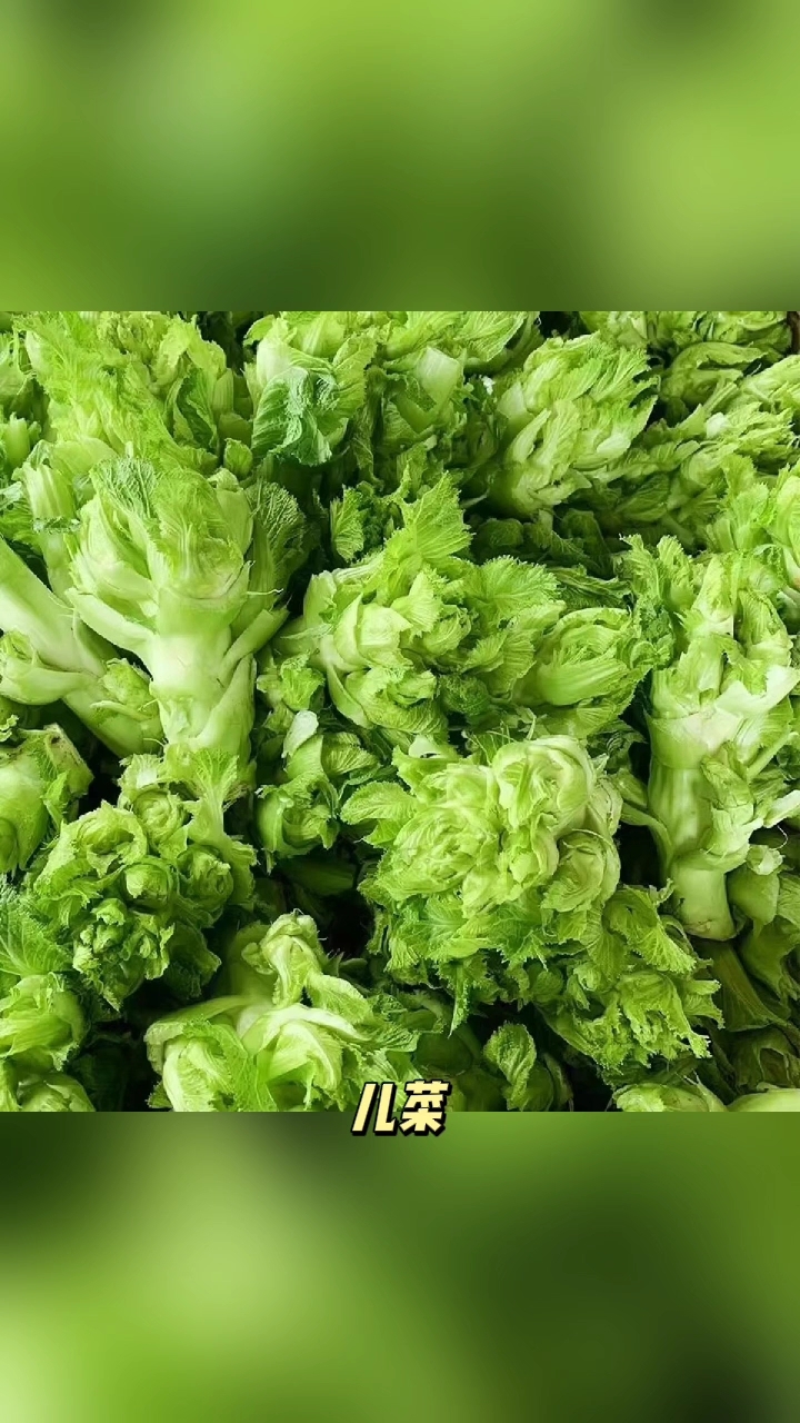 儿菜的营养价值和家用做法!