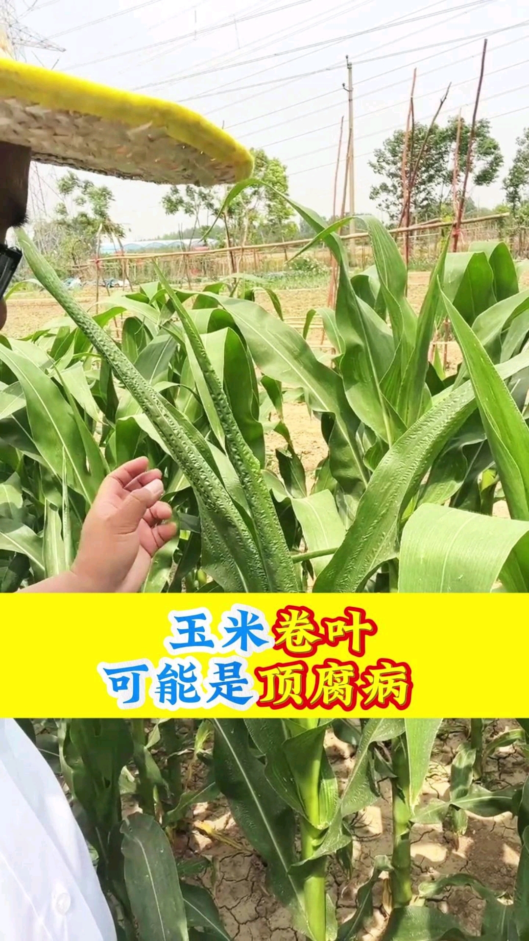 玉米顶腐病,怎么管理?