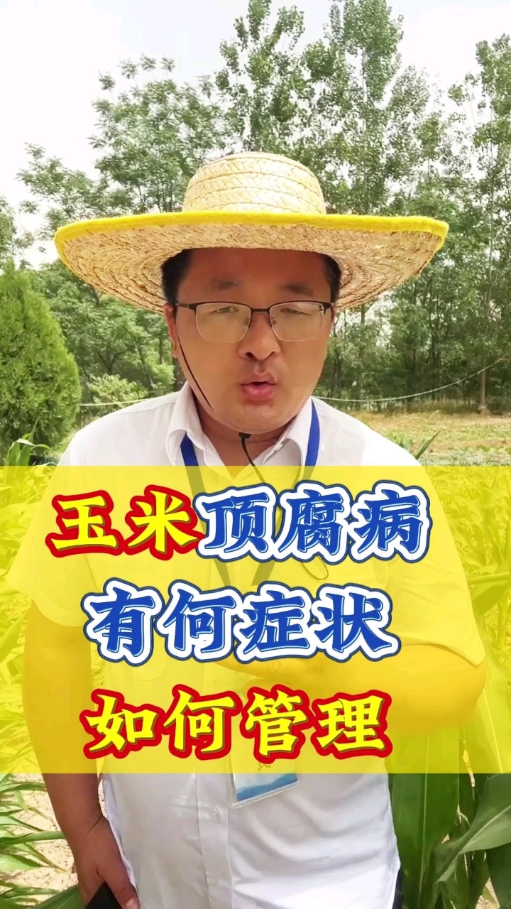 玉米顶腐病如何管理?