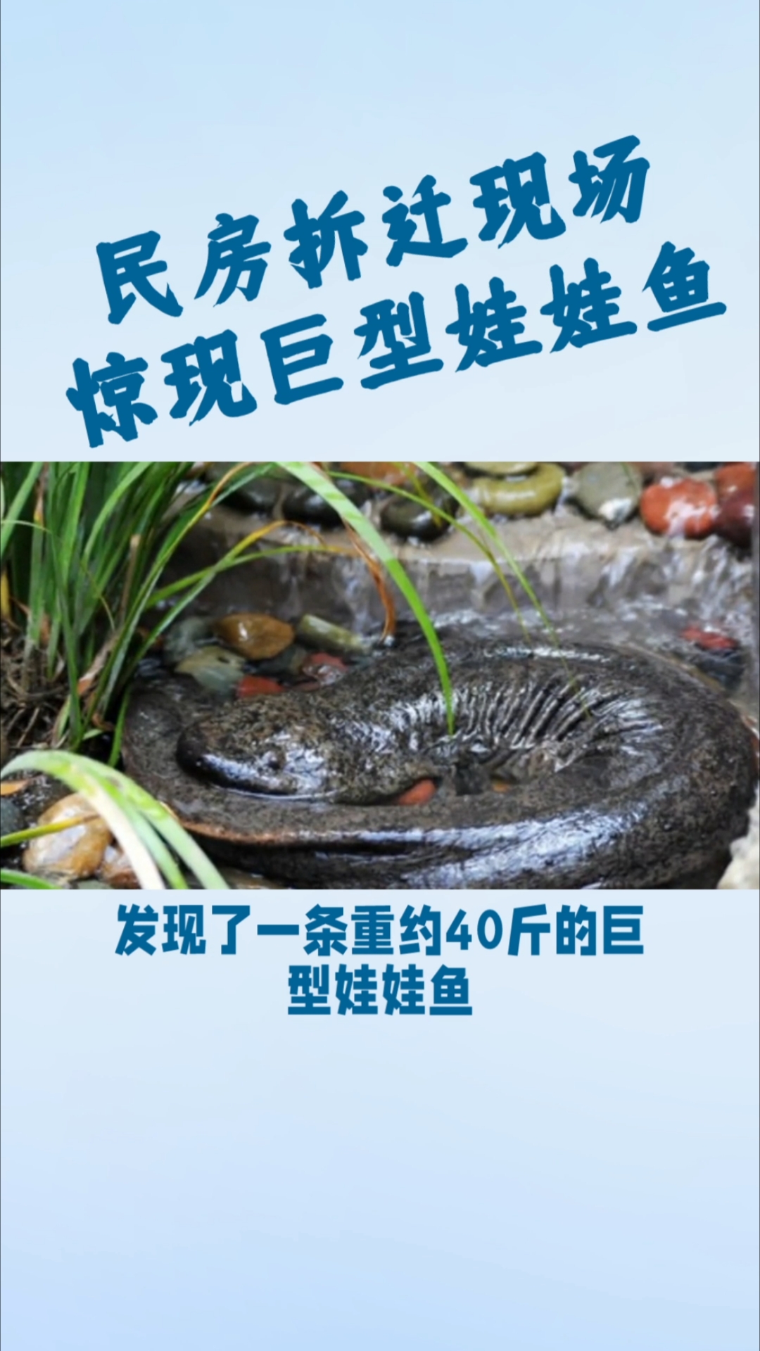 民房拆迁现场,惊现巨型娃娃鱼