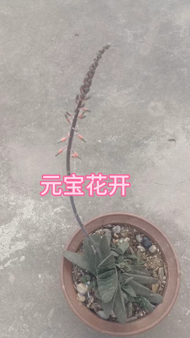 爱人说养的这盆叫元宝花,开花意味鸿运当头,大吉大利!
