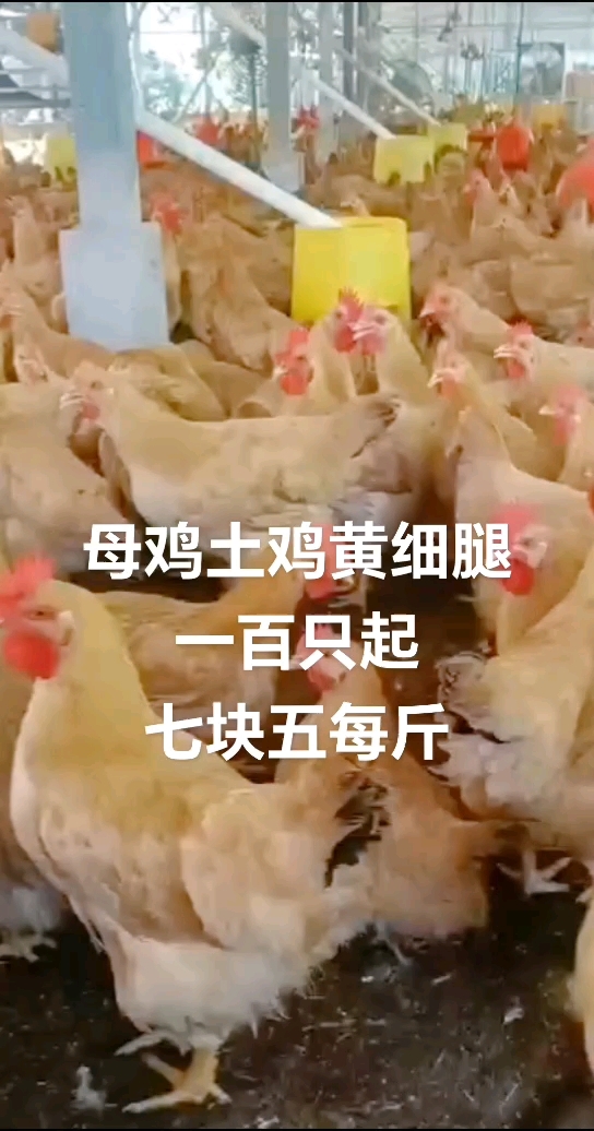 母黄土鸡,金黄金黄外观,水灵灵眼神,人见人爱的玫瑰花