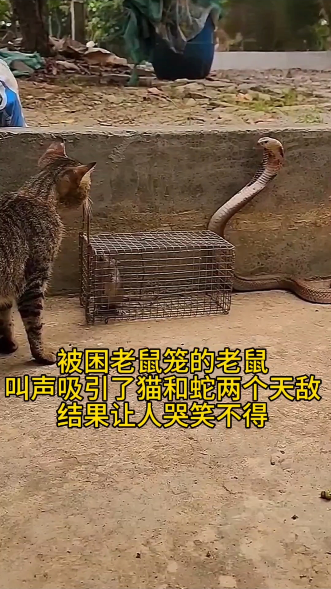 老鼠的叫声吸引了猫和蛇结果让人哭笑不得!