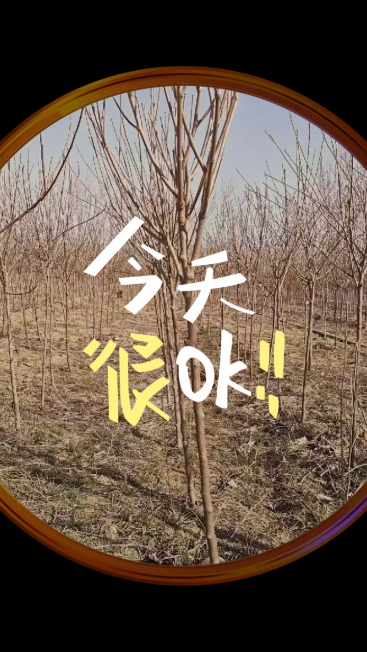文冠果2公分20#苗木种植基地#