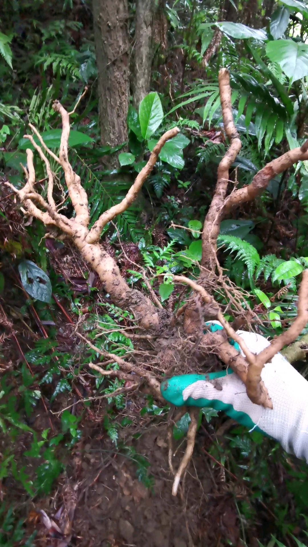 这样像参一样肥肥胖胖的黄花倒水莲根,用来炖鸡汤,好处多多。