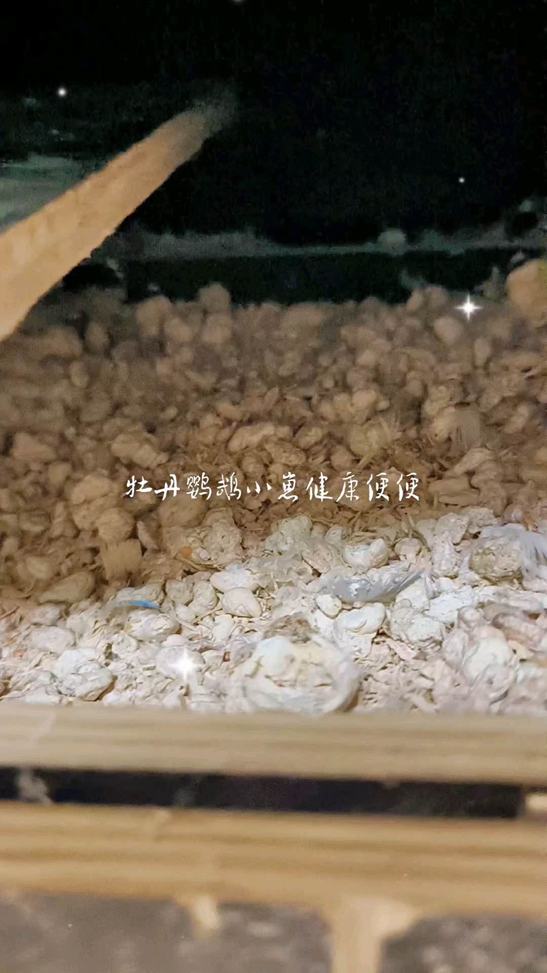 健康牡丹小崽的粪便,自己对比一下吧!
