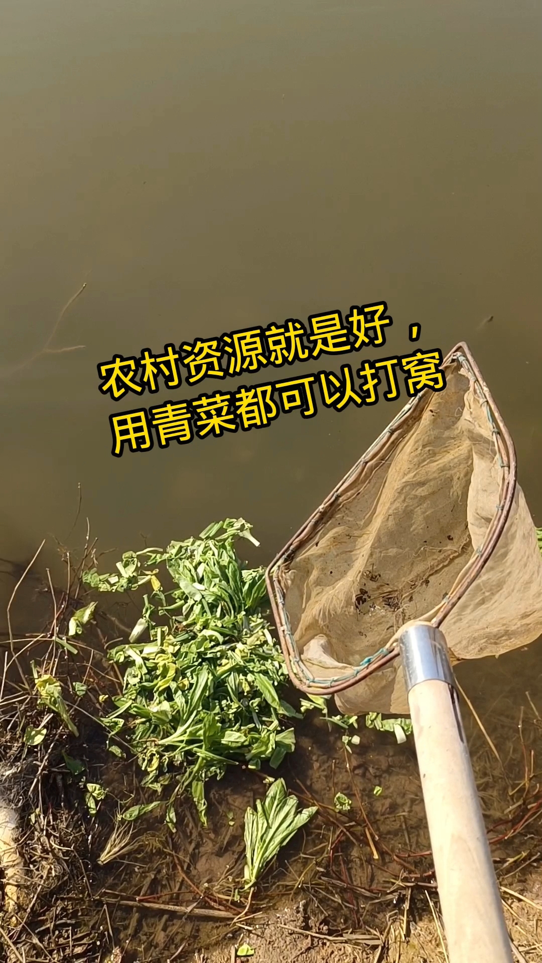 农村资源就是好,青菜打窝。