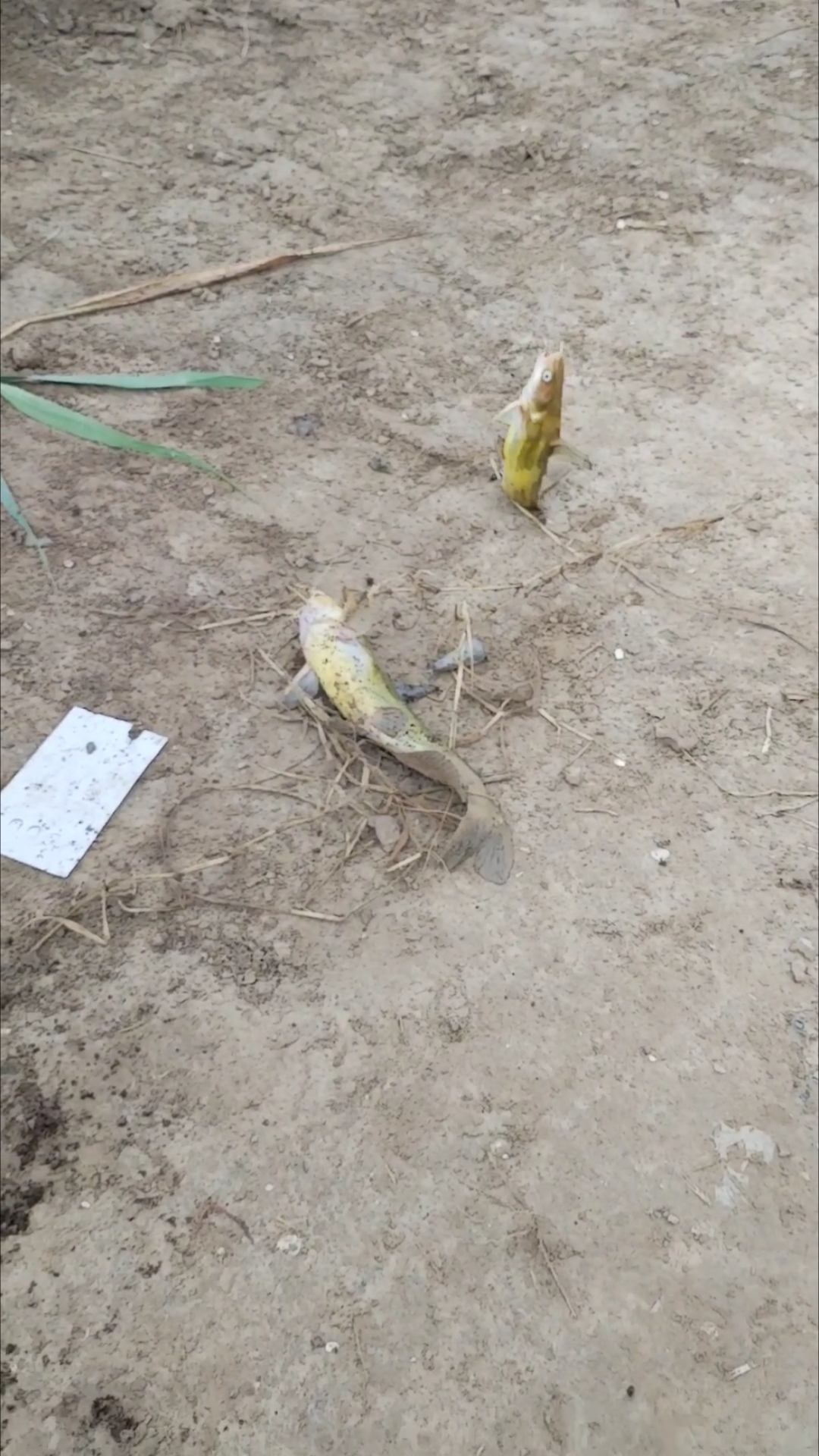 大风天气,最好钓昂刺鱼