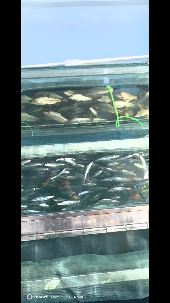 澄江海心马鱼、抗浪鱼、菠萝鱼