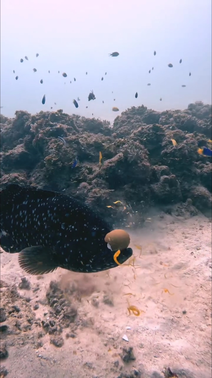 海底摄影鱼儿吃蛋