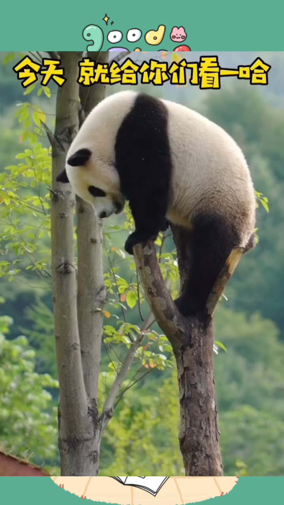 大家好,我就是传说中的功夫熊猫。