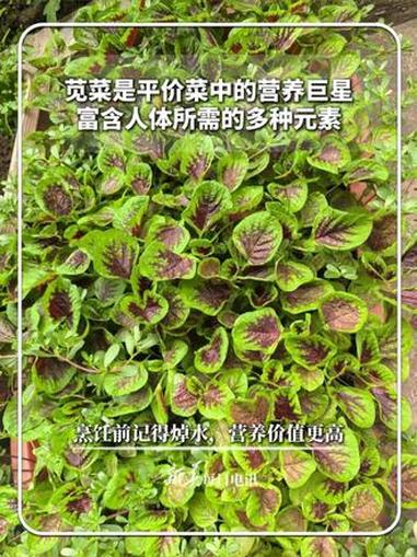 #每日健康｜苋菜是平价菜中的营养巨星，富含人体所需的多种元素。烹饪前记得焯水，营养价值更高