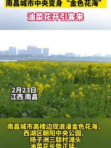 连日来,南昌的多处油菜花田悄然绽放出金色的花海。油菜花盛开的照片在不少人的朋友圈里刷屏。江