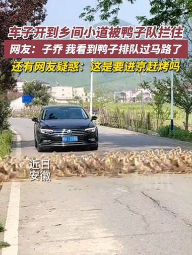 原地等鸭子过马路!有网友拍到一大群鸭鸭队排排队过马路 我们村最靓的鸭 鸭子 搞笑 烤鸭