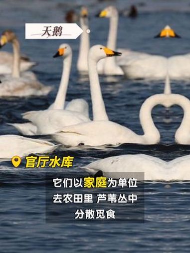 观鸟正当时|北京“顶流”回归!3月中旬将迎来鸟类春季迁徙高峰北京3月观鸟指南随着近期天气变