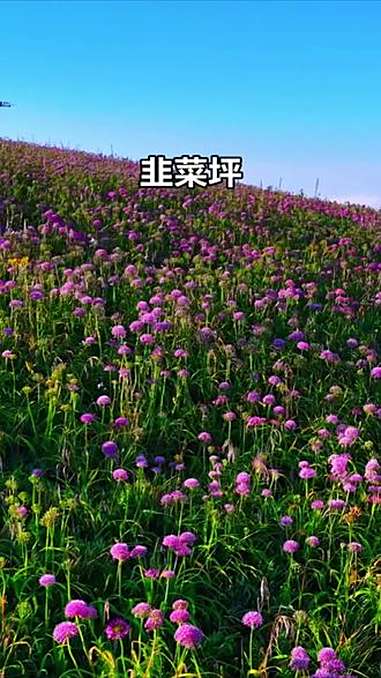 紫色的浪漫,来自九月的韭菜坪 赏花好去处 浪漫花海 花海拍照 这是什么神仙地方