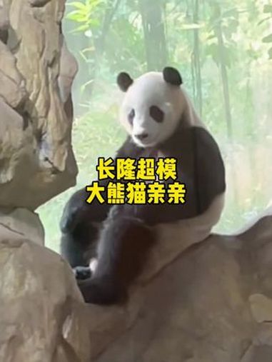 长隆超模大熊猫亲亲,因为坐姿太像人,以为它是人扮的!大熊猫亲亲 来这吸熊猫 不止我一个想r
