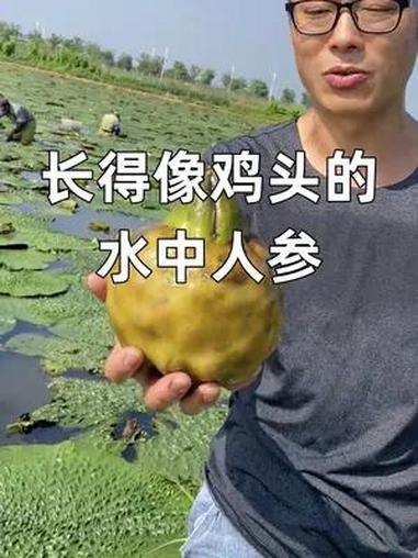 芡,长得像鸡头,被称为水中人参