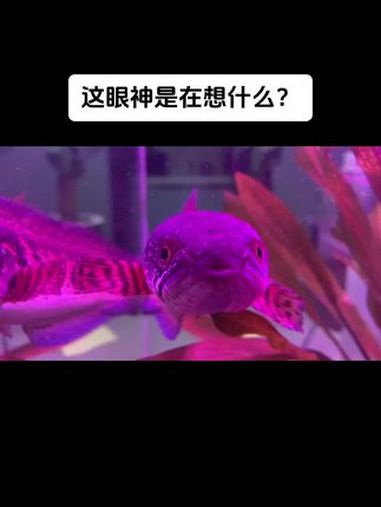 这眼神是在想什么?第一次这么近距离看它,原来鱼儿的眼神有戏。黄金眼镜蛇雷龙