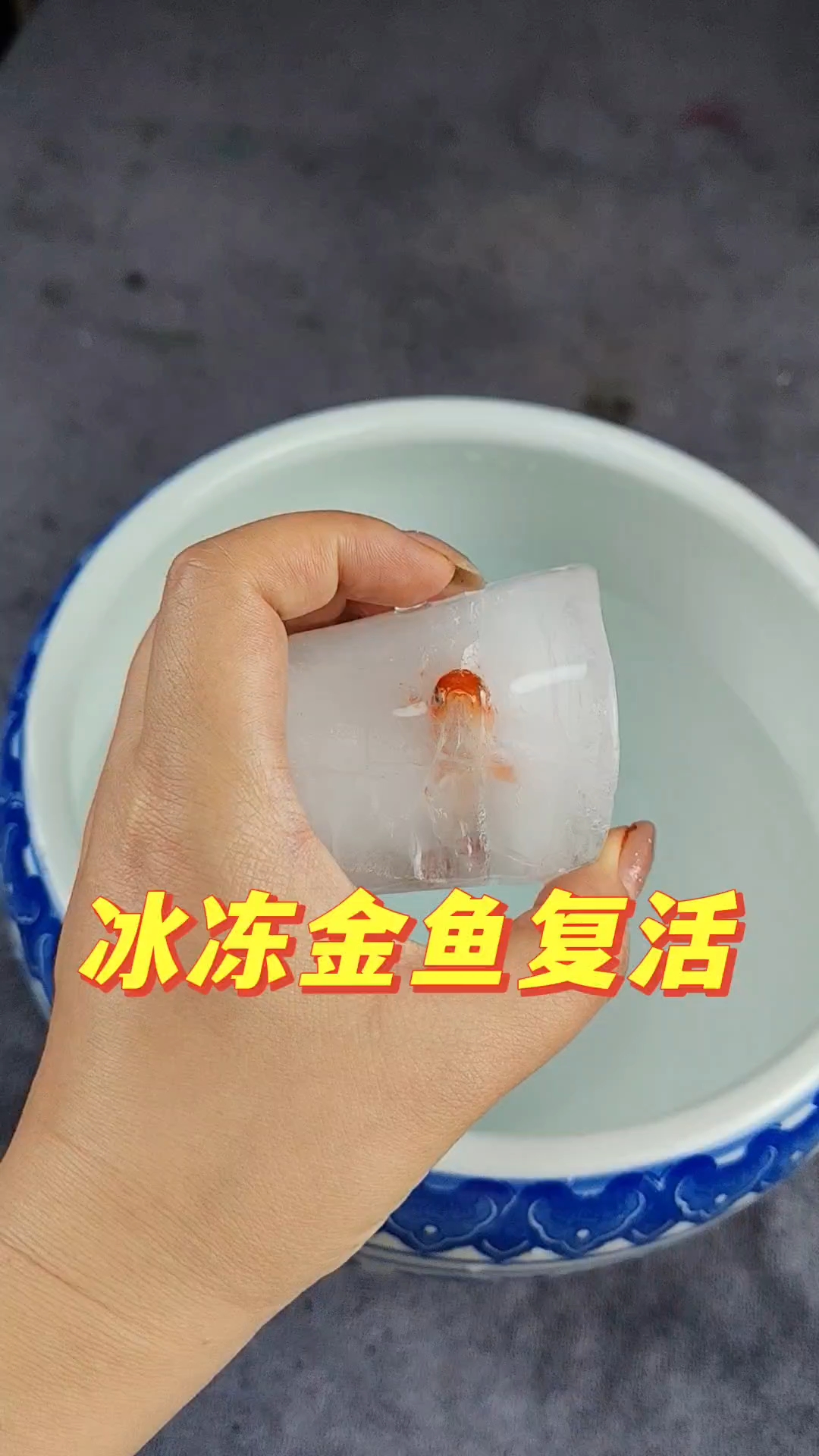 冰冻小金鱼