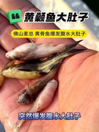 佛山麦总池塘出现少量蓝藻,导致黄骨鱼爆发腹水大肚子!黄颡鱼大肚子 龙昌渔业观